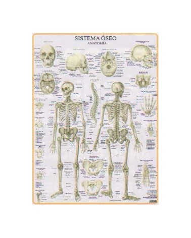 Lamina De Pared Sistema Oseo