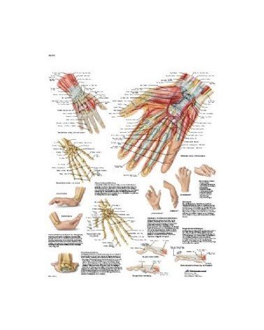 Lamina Mano Y Articulacion Radiocarpiana