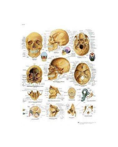 Lamina El Craneo Humano