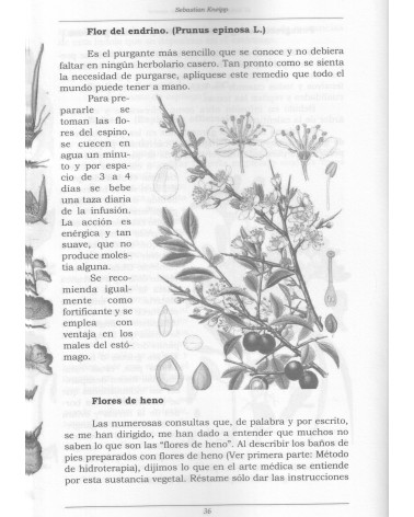 paginas interiores El botiquín de farmacopea casera de Sebastian Kneipp