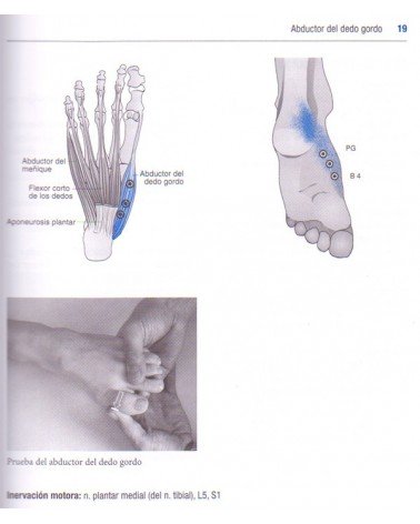 páginas interiores - ilustraciones - Manual de las pruebas musculares, por Hans Garten, 9788499104317