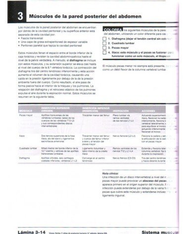 páginas interiores Netter. Cuaderno de anatomía para colorear + StudentConsult. Por John T. Hansen,. ISBN 9788445826133