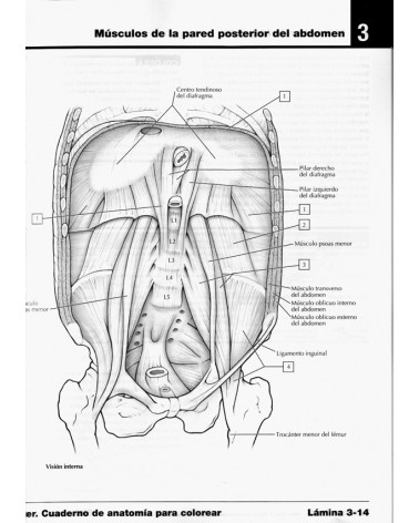 páginas interiores Netter. Cuaderno de anatomía para colorear + StudentConsult. Por John T. Hansen,. ISBN 9788445826133