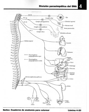 páginas interiores Netter. Cuaderno de anatomía para colorear + StudentConsult. Por John T. Hansen,. ISBN 9788445826133