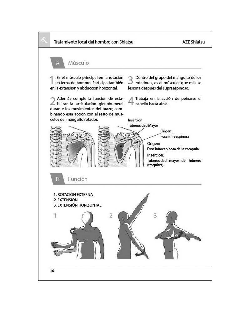 Tratamiento local del hombro a través de sus once músculos