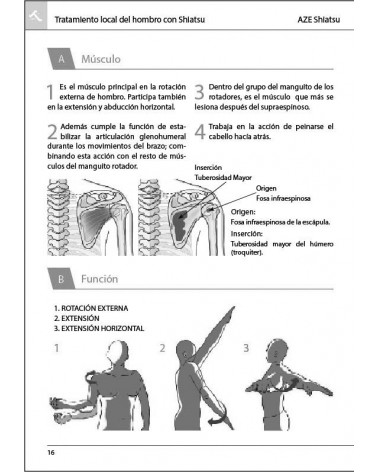 Tratamiento local del hombro a través de sus once músculos - Shigeru Onoda. pañginas interiores, ilustraciones