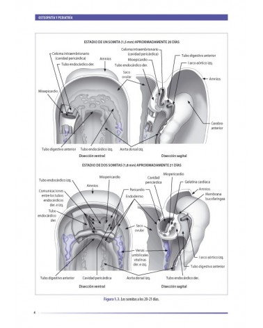 Osteopatía y pediatría, por Elena Martínez y François Ricard. ISBN:9788494321542