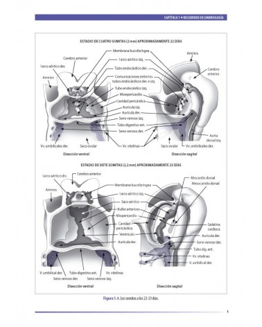Osteopatía y pediatría, por Elena Martínez y François Ricard. ISBN:9788494321542