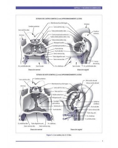 Osteopatía y pediatría, por Elena Martínez y François Ricard. ISBN:9788494321542