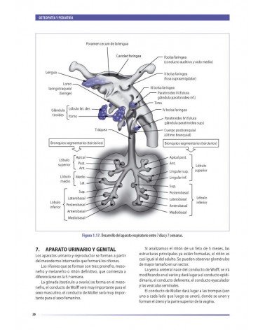 Osteopatía y pediatría