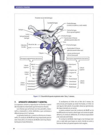 Osteopatía y pediatría