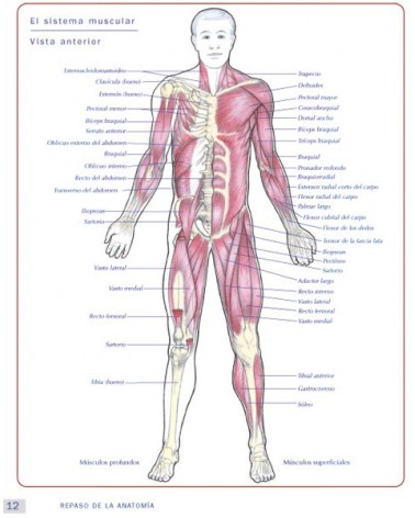 Anatomía & Yoga para la salud y la postura (Nicola Jenkins; Leigh Brandon) Ed. Paidotribo  ISBN: 9788499106618
