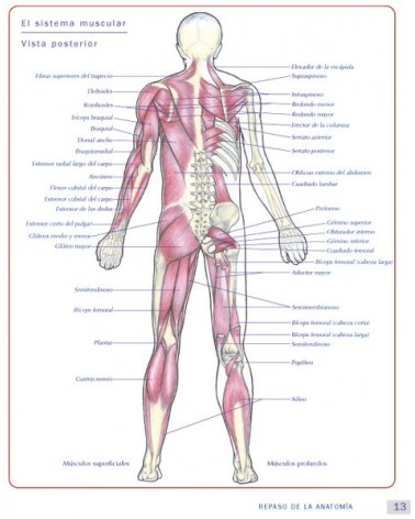 Anatomía & Yoga para la salud y la postura (Nicola Jenkins; Leigh Brandon) Ed. Paidotribo  ISBN: 9788499106618