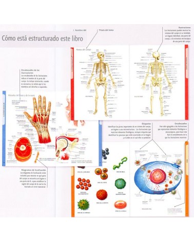 El cuerpo humano. Manual de identificación (Prof. Ken Ashwell). Ed. Ilus Books ISBN: 9789089986597