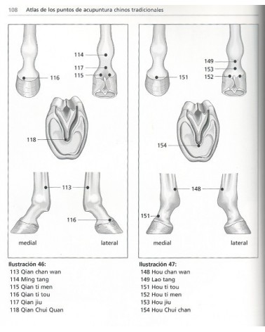 Acupuntura tradicional china en el caballo, por Robert Stodulka. Ed. Lettera