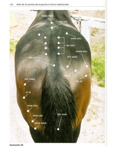 Acupuntura tradicional china en el caballo, por Robert Stodulka. Ed. Lettera