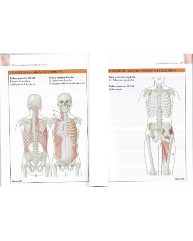 LAS CADENAS FISIOLÓGICAS - Tomo I - Fundamentos del método