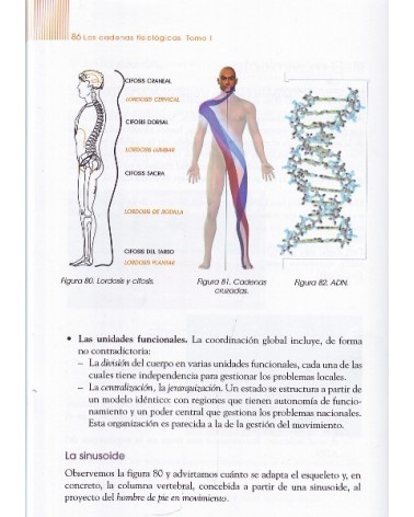 LAS CADENAS FISIOLÓGICAS - Tomo I - Fundamentos del método