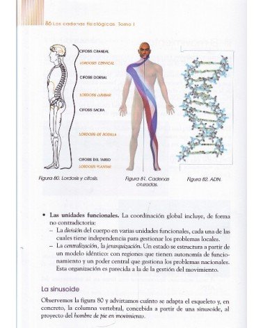 LAS CADENAS FISIOLÓGICAS - Tomo I - Fundamentos del método