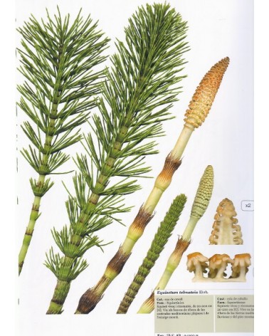 El herbario: matas, hierbas y helechos, por Jaume Llistosella & Antoni Sànchez-Cuxart, Ed. Universidad de Valencia