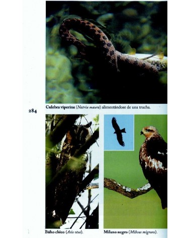 Guía de campo del Sistema Central, por Modesto Luceño / Pablo Vargas / Bernardo García. Ed. Raíces