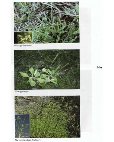 Guía de campo del Sistema Central, por Modesto Luceño / Pablo Vargas / Bernardo García. Ed. Raíces