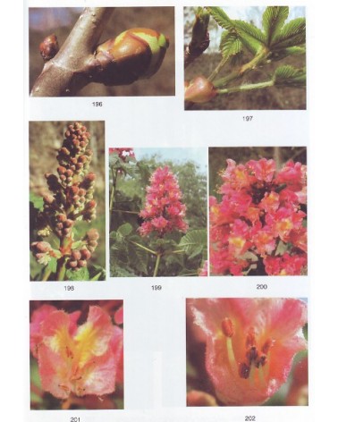 Cuaderno Botanico De Las Flores De Bach | Jordi Canellas  | ed. Integral