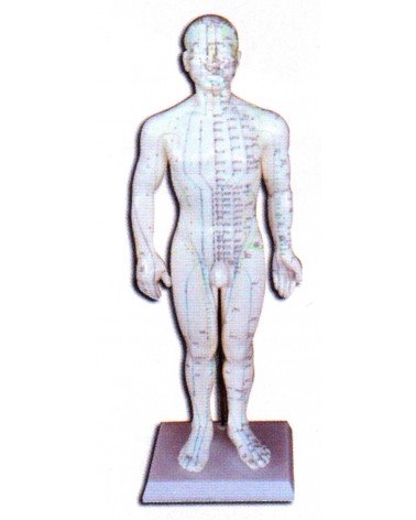 Cuerpo humano muñeco acupuntura masculino o femenino 46 cm.