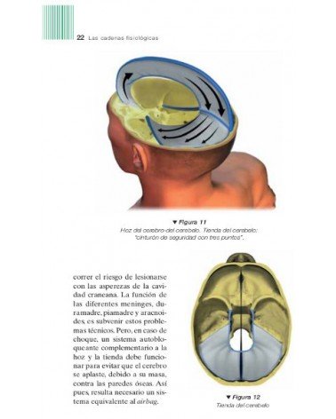 Las cadenas fisiológicas (Tomo V). Tratamiento del cráneo (Color), por Léopold Busquet. Ed Paidotribo 