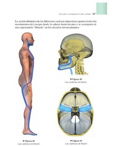 Las cadenas fisiológicas (Tomo V). Tratamiento del cráneo (Color), por Léopold Busquet. Ed Paidotribo 