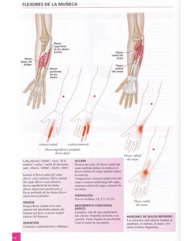 El Libro Conciso De Los Puntos Gatillo | Simeon Niel-asher  | ed. Paidotribo
