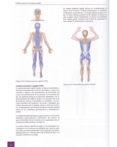 El Libro Conciso De Los Puntos Gatillo | Simeon Niel-asher  | ed. Paidotribo