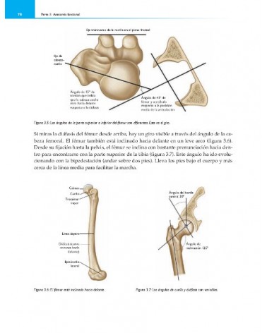 Anatomía funcional del Yoga (Color), por  David Keil. Ed. Paidotribo