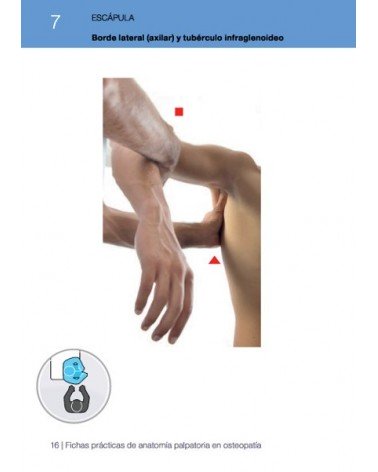 Fichas prácticas de anatomía palpatoria en osteopatía (Color), por Maurice Carpentieri / Philippe Gadet. Ed. Paidotribo