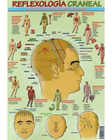 Ficha A4 plastificada Reflexologia craneal . Editorial Adhana.