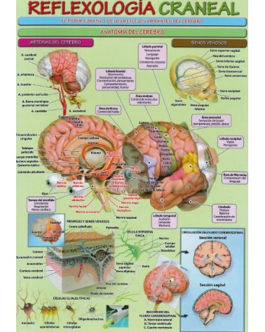 Ficha A4 plastificada Reflexologia craneal . Editorial Adhana.