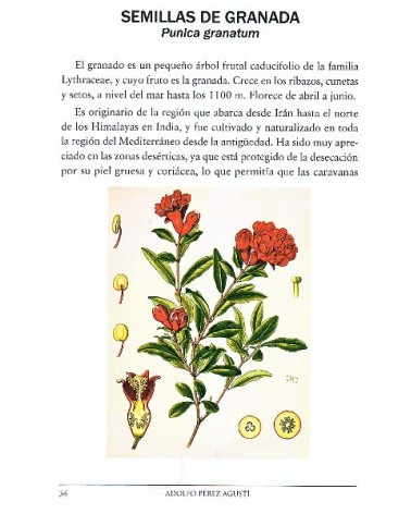 Semillas medicinales, por Adolfo Pérez Agustí. Editorial  Dilema
