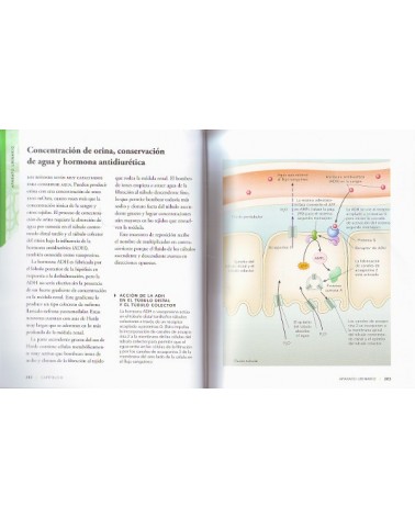 Anatomía fisiológica, por Prof. Ken Ashwell. Editorial: Librero