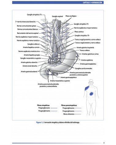 Tratado de osteopatía visceral y medicina interna. Tomo II.Sistema digestivo, por Francois Ricard. Editorial: MEDOS
