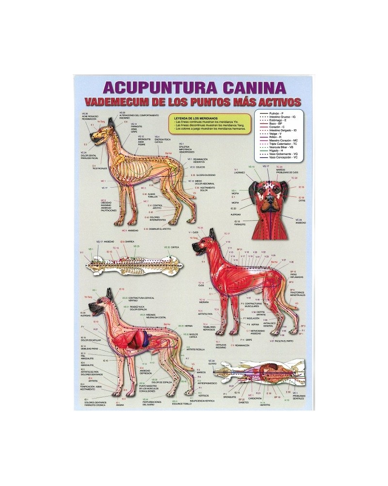 Ficha A-4 Acupuntura Canina