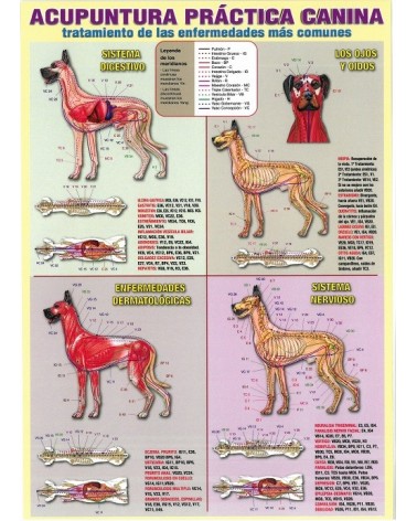 Ficha A-4 Acupuntura práctica canina