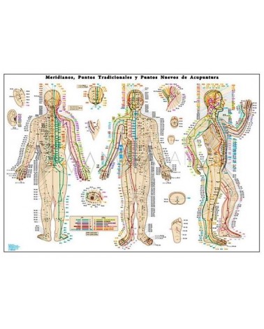Lamina de pared meridianos, puntos tradicionales y puntos nuevos de acupuntura