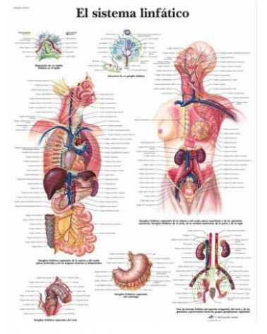 Lámina de pared El Sistema Linfático