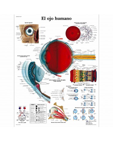 Lámina de pared El Ojo Humano