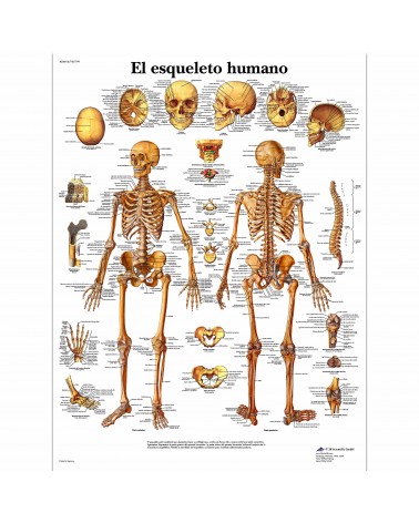 Lámina de pared El Esqueleto Humano