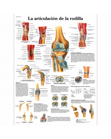 Lámina de pared La Articulación de la Rodilla