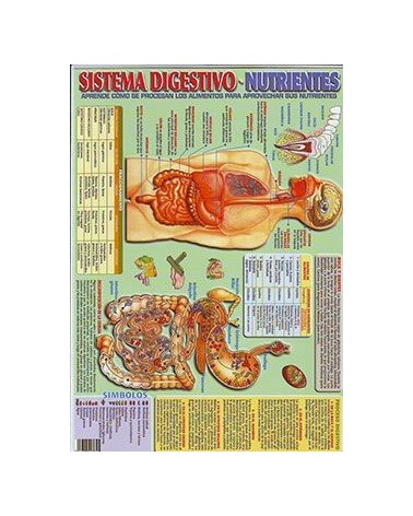 Ficha A-4 Aparato Digestivo Y Nutrientes