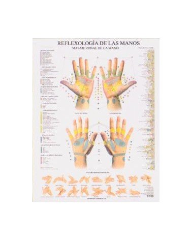 Lamina De Pared Reflexologia De Las Manos