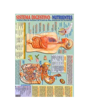 Ficha A4 Sistema Digestivo Nutrientes