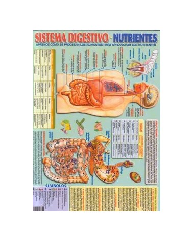 Ficha A-4 Sistema Digestivo Nutrientes